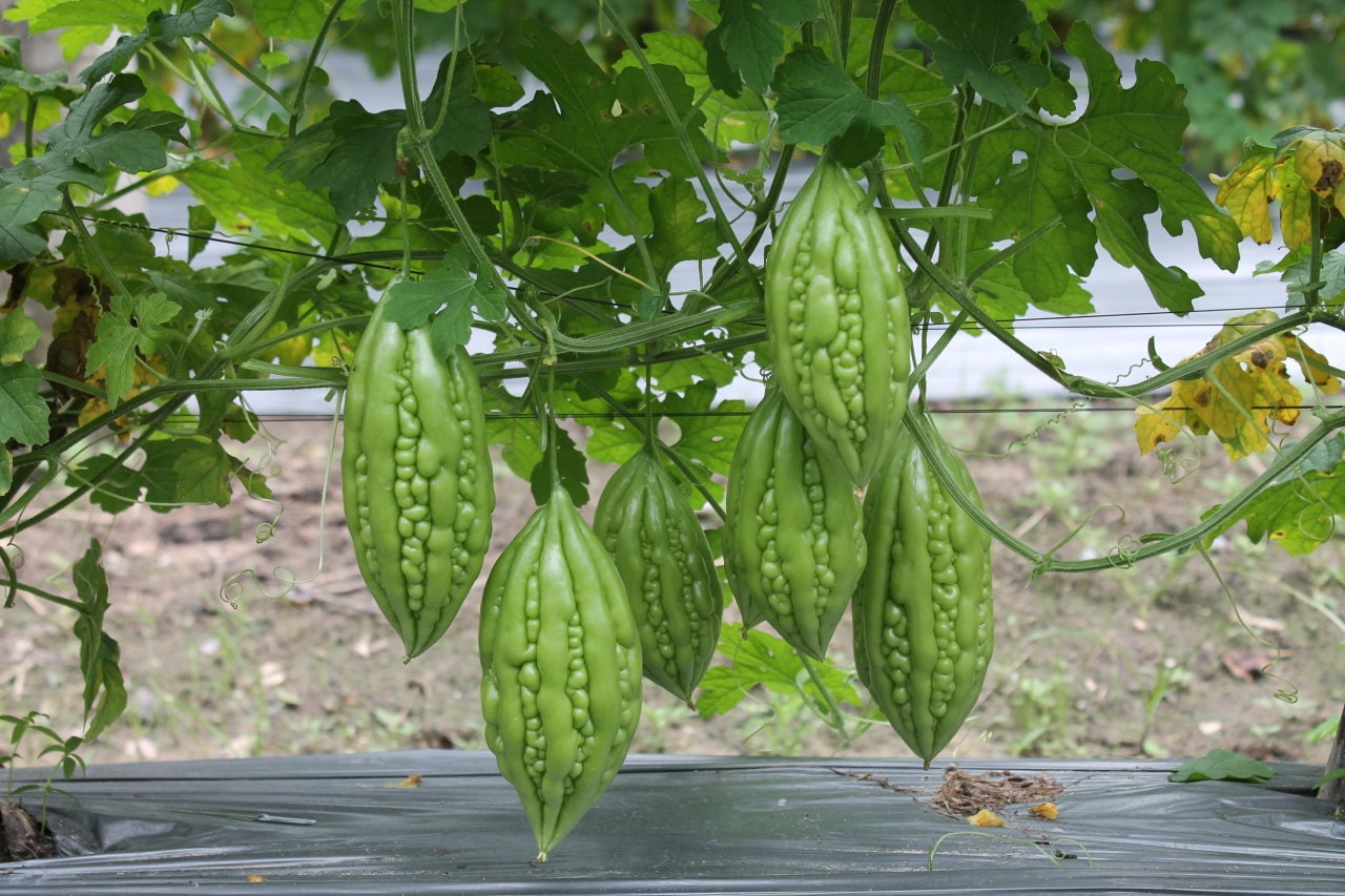 Bumpy green bitter melon with warty skin